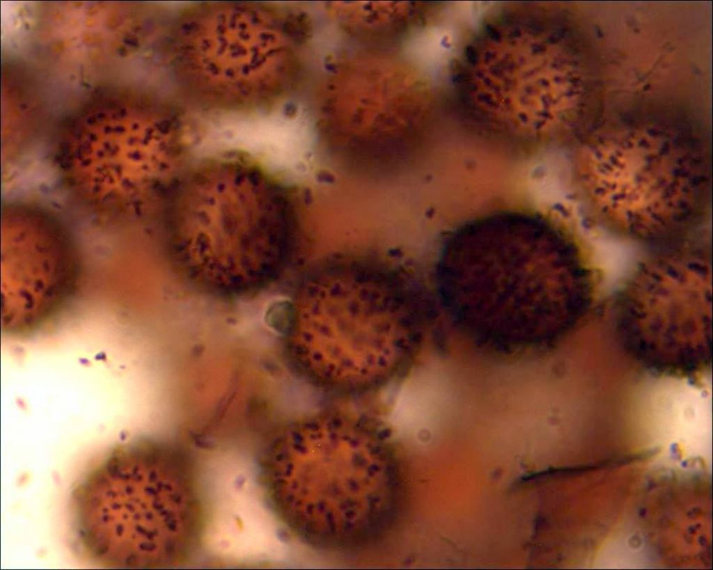 Meriderma sp
